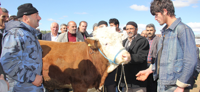 Kurbanlıklar pazara indi besiciler bayramdan ümitli