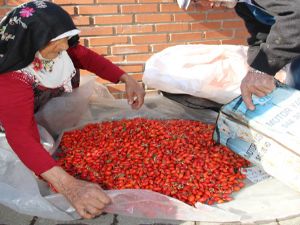 KUŞBURNU TAVAN YAPTI