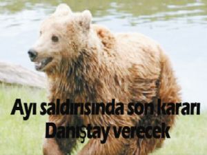Ayı saldırısında son kararı Danıştay verecek