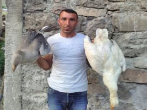 3 Günde 150 kaz telef oldu