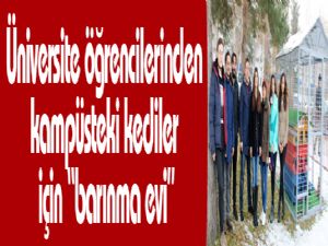 Üniversite öğrencilerinden kampüsteki kediler için "barınma evi"