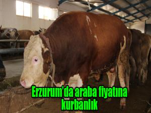 Erzurumda araba fiyatına kurbanlık