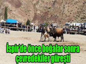 İspirde önce boğalar sonra çevredekiler güreşti
