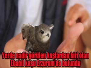 Yerde nadir görülen kuşlardan biri olan Ebabil kuşu Erzurumda bulundu