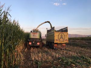 Pasinlerde Sılajlık Mısır hasatı başladı