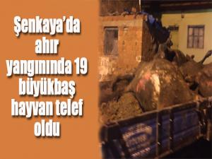 Şenkayada ahır yangınında 19 büyükbaş hayvan telef oldu