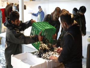 Yaklaşık 500 ton avlanan hamsi Türkiyenin dört bir yanına gönderildi