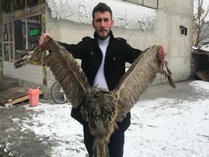 Erzurumda yaralı baykuş bulundu