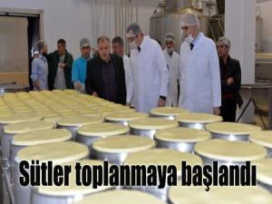 Sütler toplanmaya başlandı