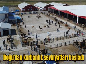 Doğudan kurbanlık sevkiyatları başladı