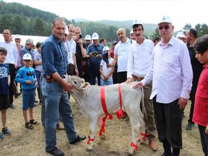 Kırdağda buzağı ve Kuzu yarışması renkli görüntülere sahne oldu