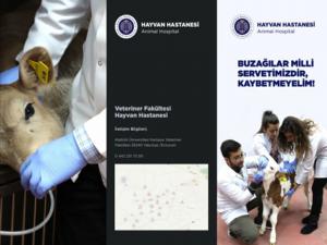 Narmanda buzağı ölümlerinin engellenmesi için çalışma başlatıldı