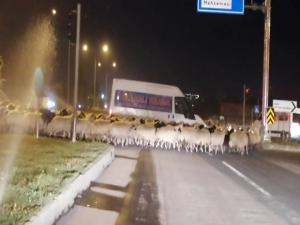 Erzurumda karayoluna çıkan koyun sürüsü trafiği felç etti