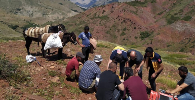 Yayladan aldı, Erzurum’a getirdiler