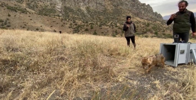 Kalçası kırılan çakal tedavi edilerek doğaya bırakıldı