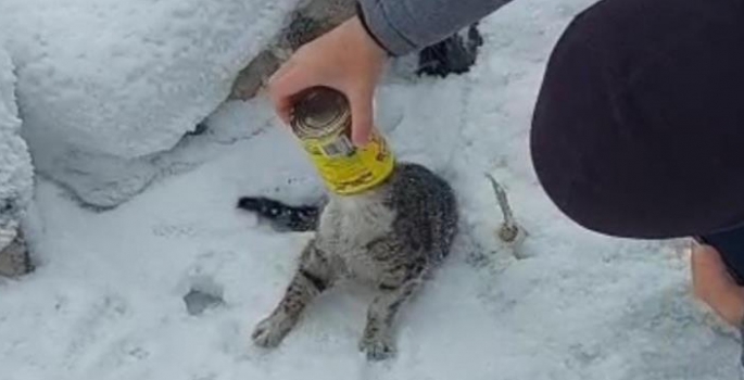 Başı kutuya sıkışan kediyi Özhancı kardeşler kurtardı