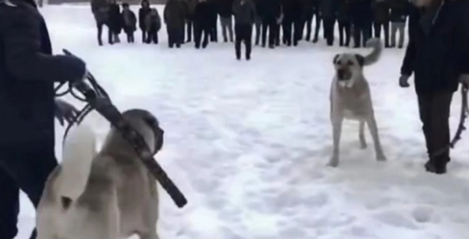 Köpek dövüşçülerine operasyon