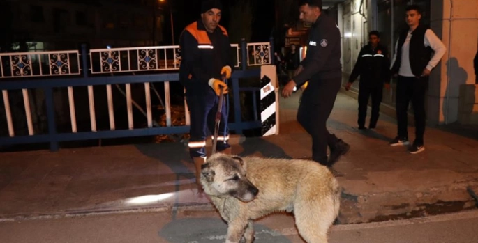 Sokak köpeğine kurtarma operasyonu