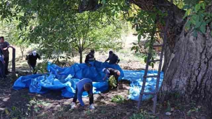 620 yıllık ceviz ağacında hasat