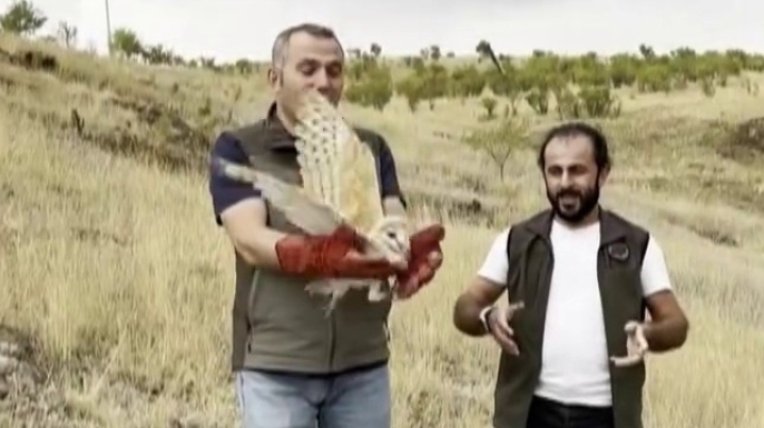 Peçeli baykuş yeniden yaban hayatta