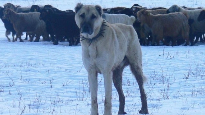 Atatürk’ün onayıyla Erzurum’dan okyanusu aşan köpekler
