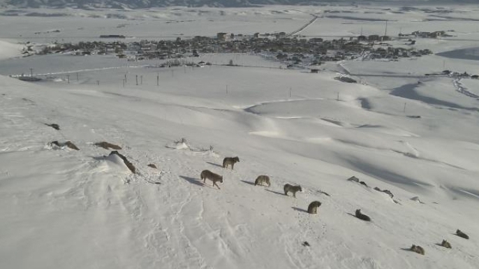 Aç kalan kurtlar yerleşim alanına yaklaştı