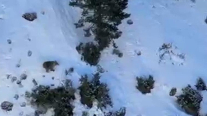 Buz tırmanışında ayı paniği