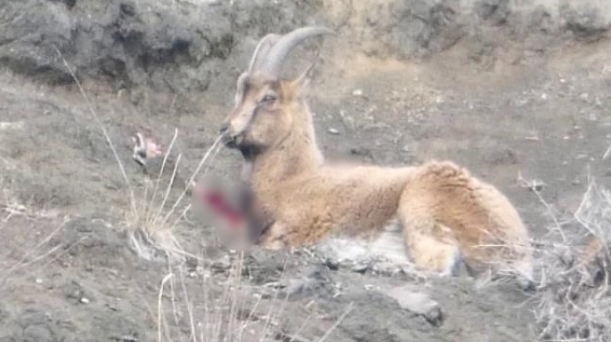 Kaçak avcılar yaban keçisini yaraladı