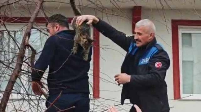 Mahsur kalan kediye zabıta şefkati