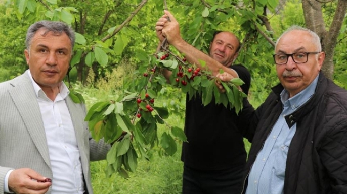 Bu kirazların ilk hasatı satılmıyor, misafirlere ikram ediliyor