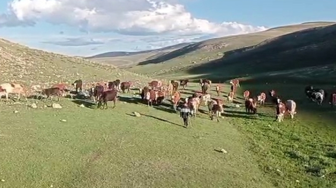 Kurban satışlarında sosyal medya tuzağı