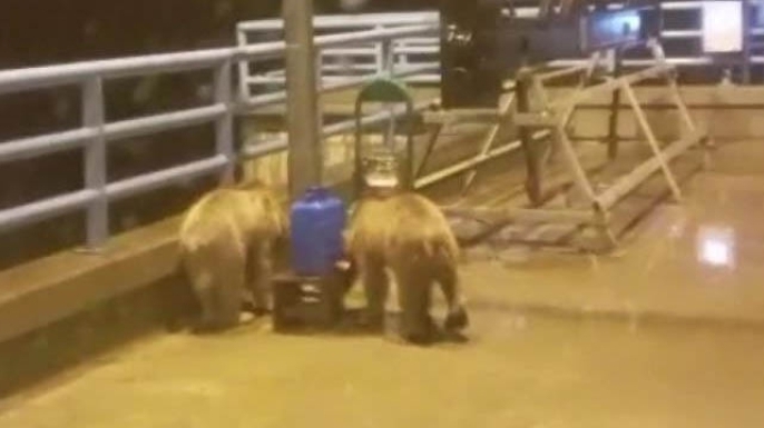 Barajda gece nöbeti tutan güvenlikçiye ayı sürprizi