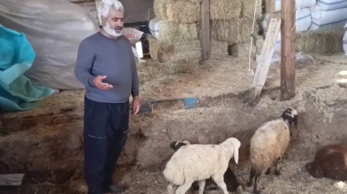 Ağıla giren kurtlar sürüye saldırdı; 30 hayvan kayıp!