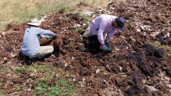 Bir zamanların 'altın' değerindeki kuzu yünü artık çöpe gidiyor!