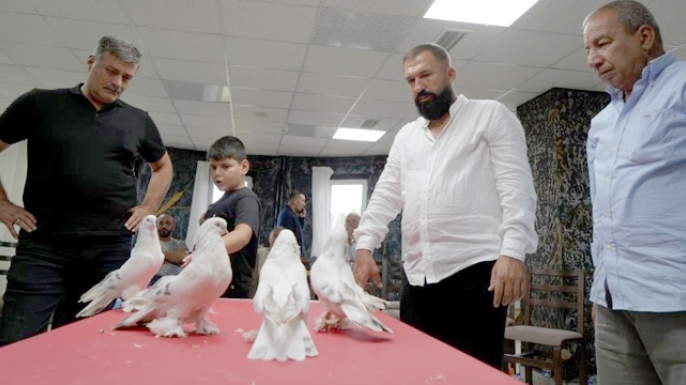 Güvercinler ev ve araba fiyatına satılıyor!