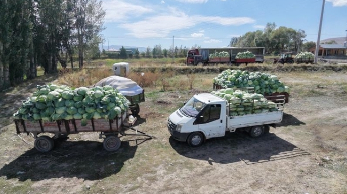 Söğütlü lahanası Türkiye’yi sarıyor
