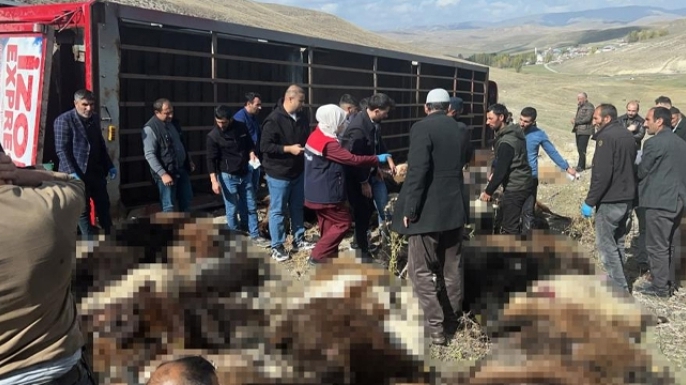 Tır devrildi, 130 koyun telef oldu