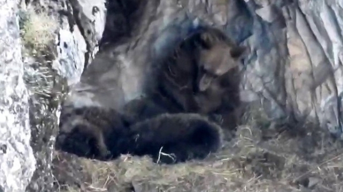 Ayı ailesinden sevimli anlar