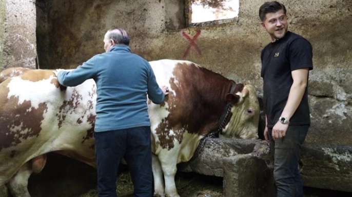 Bir ton 250 kilogramlık dev tosun 550 bin TL'ye satıldı