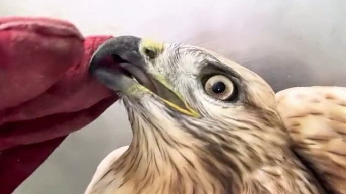 Bitkin kızıl şahin sağlığına kavuştu