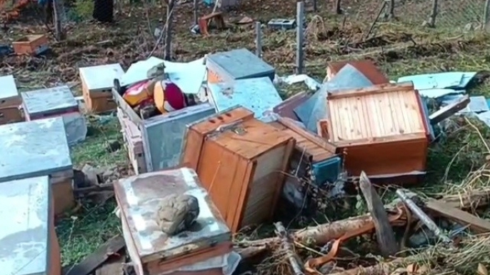 Boz ayılar Yedigöller’e daldı