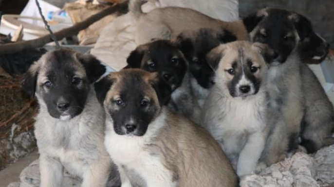 Çatıda doğan 10 yavru için yardım çağrısı