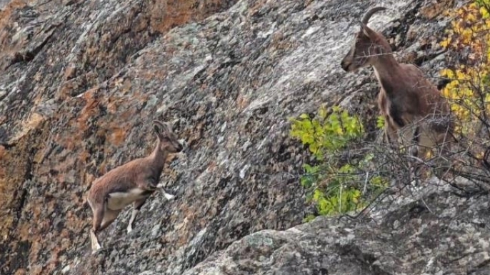Dağ keçileri karayolu indi, görenler telefona sarıldı