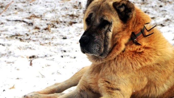 Erzurum'da bir kayıp hikâyesi