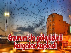 Erzurumda gökyüzünü kargalar kapladı