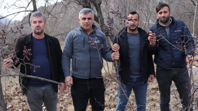 Kara hurmayı Şubat ayında dalından yiyorlar