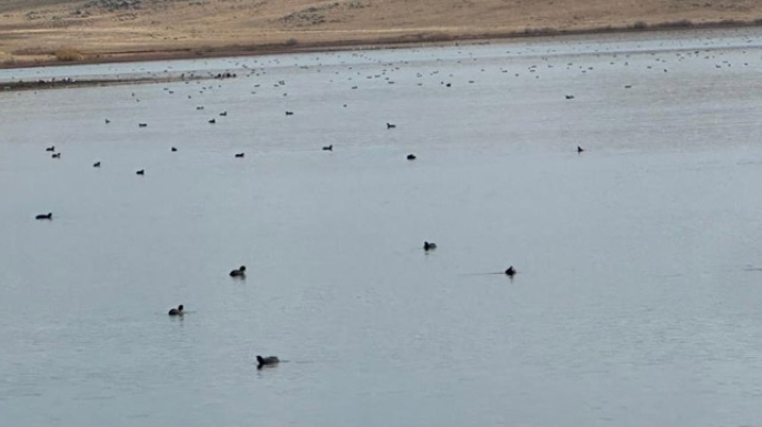 Köyceğiz Göleti’nde yaban ördeklerinden görsel şölen