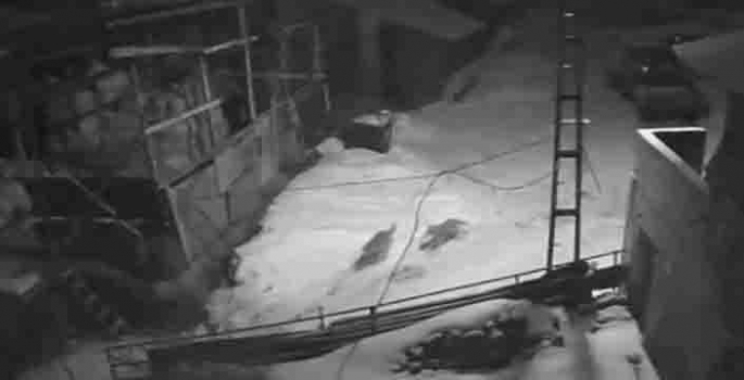 Kurt sürüsü köye indi