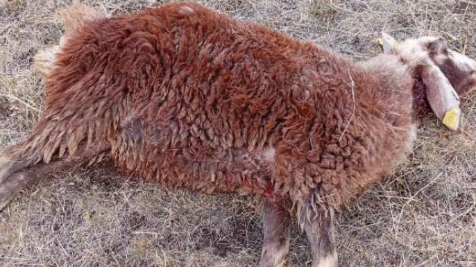 Kurtlar sürüye daldı: 3 koyun telef