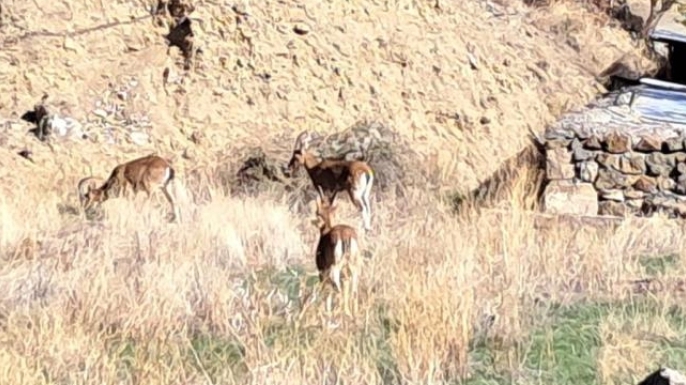 Ormanağzı’nda insan ve doğa iç içe